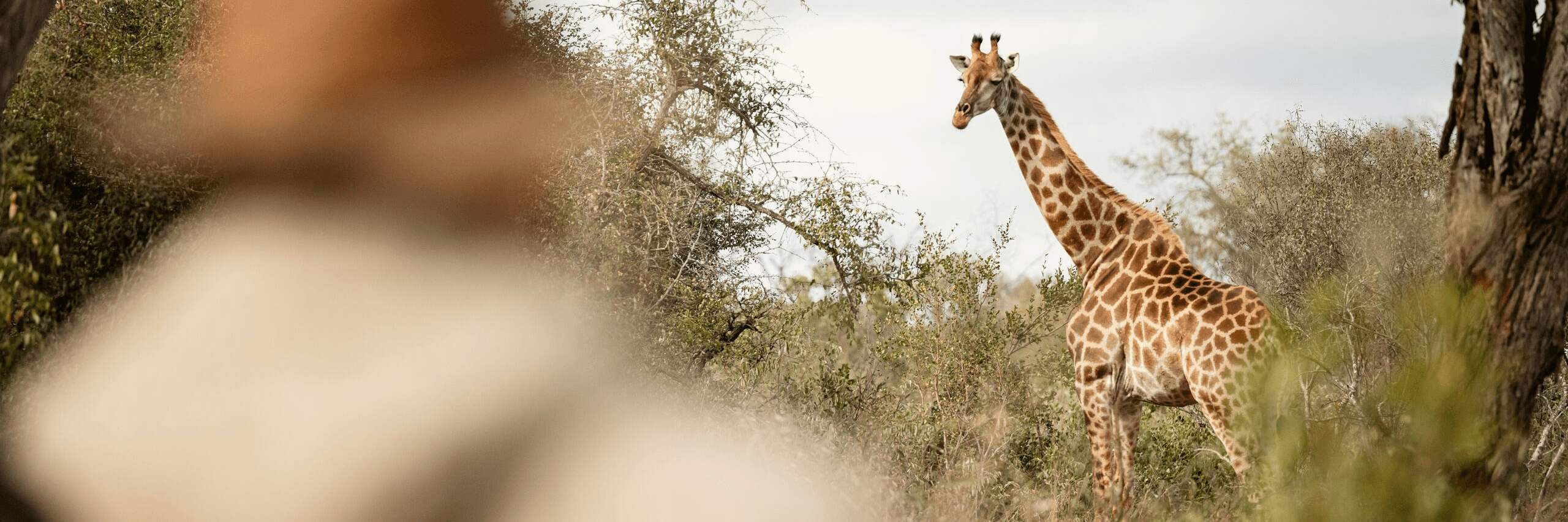 Abercrombie & Kent - background banner